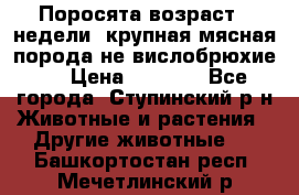 Поросята возраст 4 недели, крупная мясная порода(не вислобрюхие ) › Цена ­ 4 000 - Все города, Ступинский р-н Животные и растения » Другие животные   . Башкортостан респ.,Мечетлинский р-н